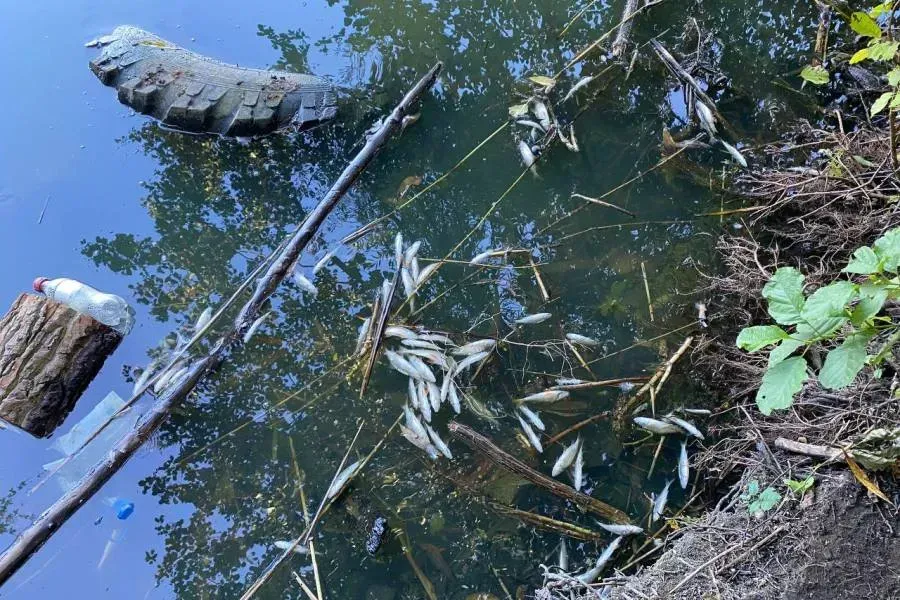 В Калининграде анонсировали проведение городского субботника