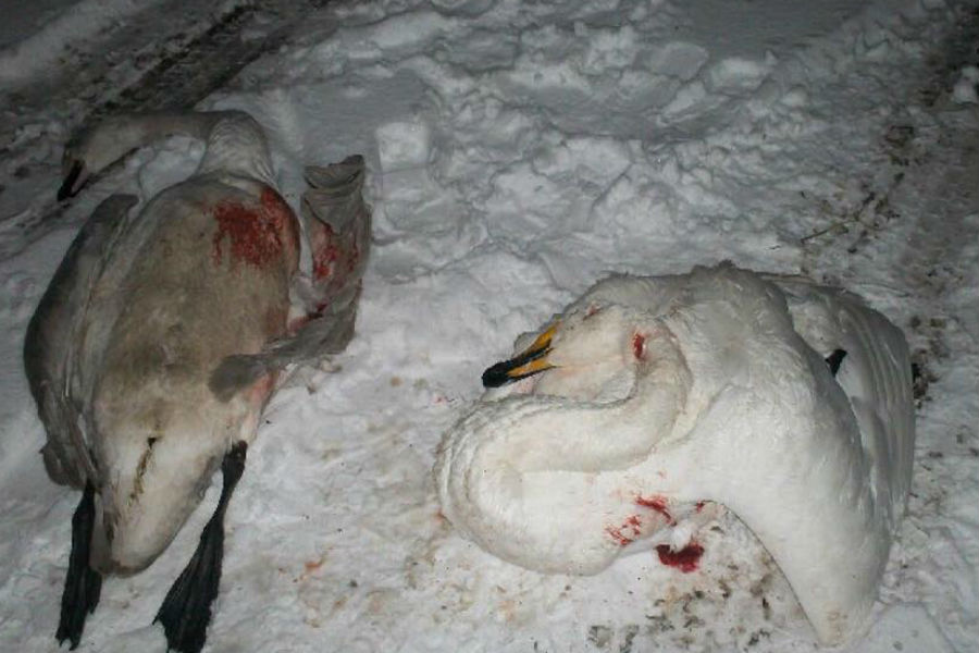 Стая лебедей упала на автозаправку под Нестеровом (фото)