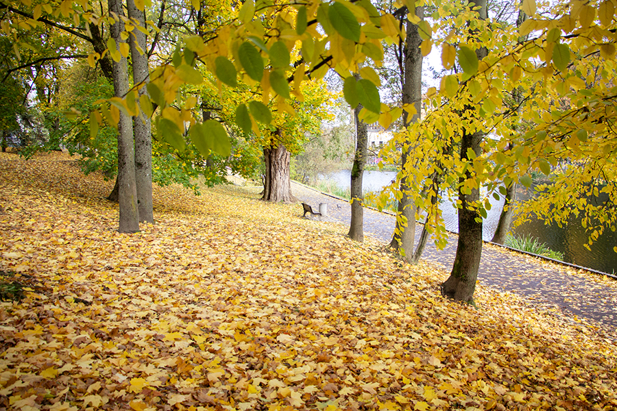 Погода в Калининградской области 3 ноября