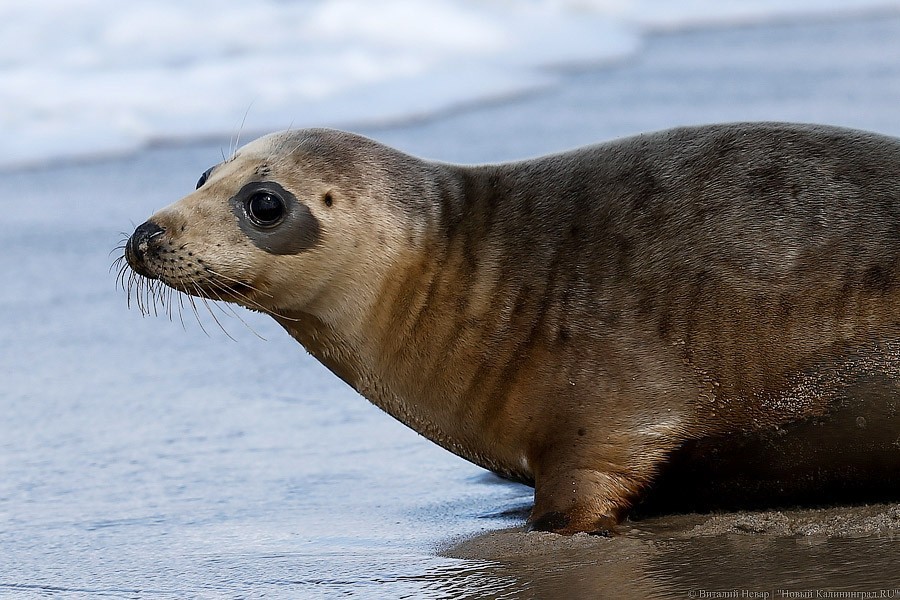 Контракт на проект реконструкции вольера для ластоногих заключают по максимальной цене