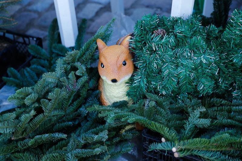 Колючий выбор: что предлагают ёлочные базары