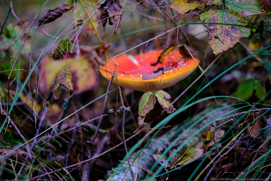 Калининградцы жаловались на отравление грибами 14 раз за год, но грибы ели только семеро из них