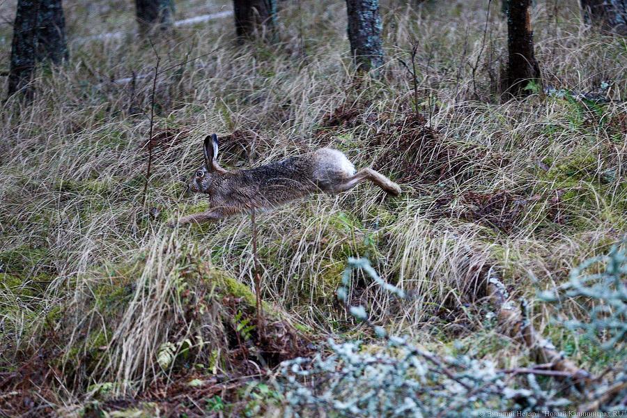 Минприроды: ловить браконьеров в регионе стали почти в четыре раза чаще (фото)