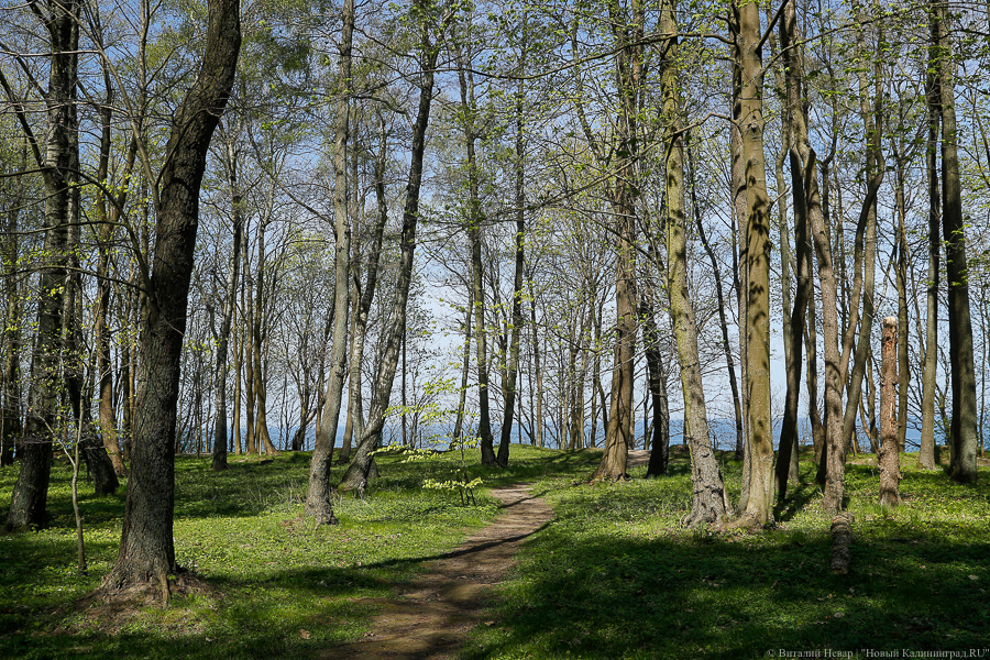 Калининградцам обещают тёплые облачные выходные с ночными заморозками