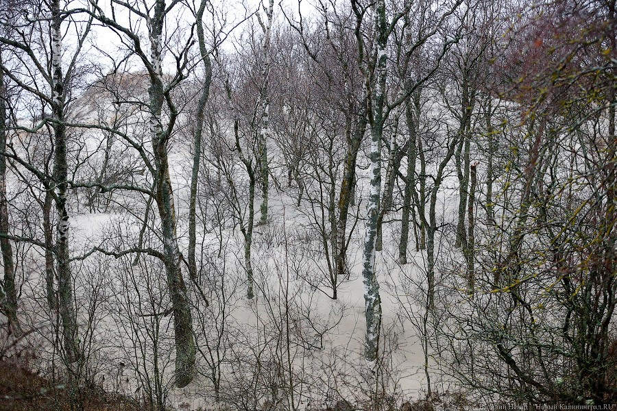 Директор нацпарка опубликовал видео с заснеженной Куршской косой (видео)