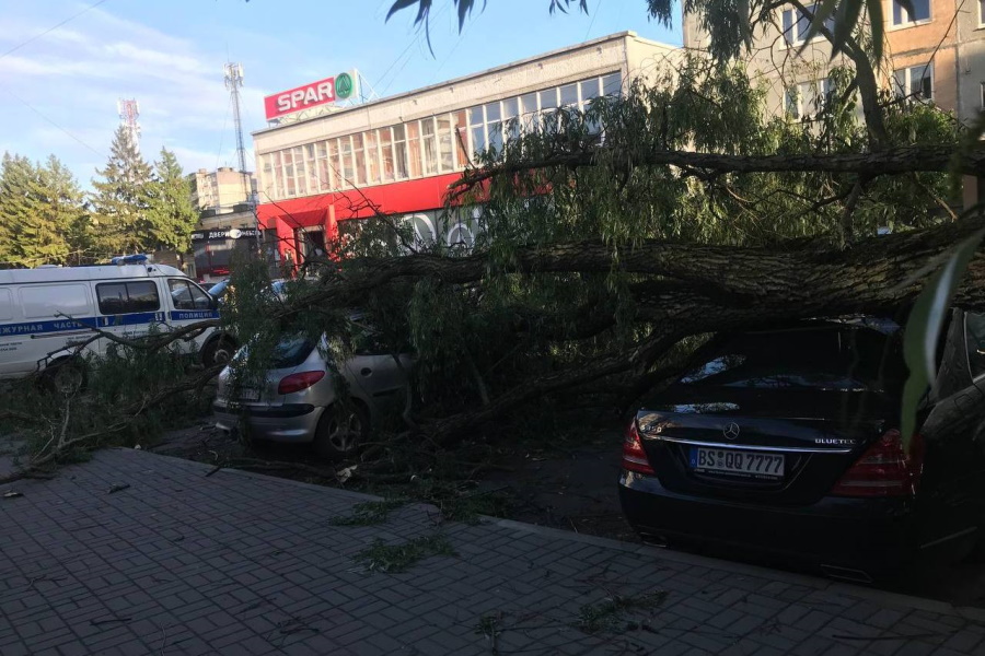 В Калининграде накануне ветер повалил два десятка деревьев