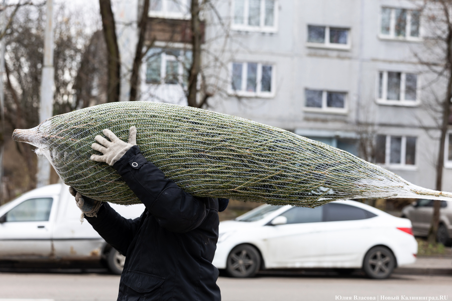 Погода в Калининградской области 24 декабря