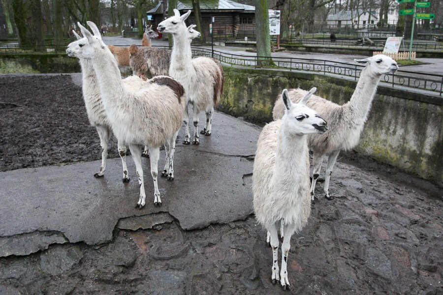 «Глухие тёмные овраги»: как зоопарк будет расширяться до улицы Брамса