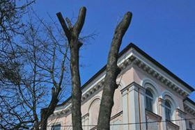 Мэрия: на Комсомольской незаконно обрезали несколько кленов