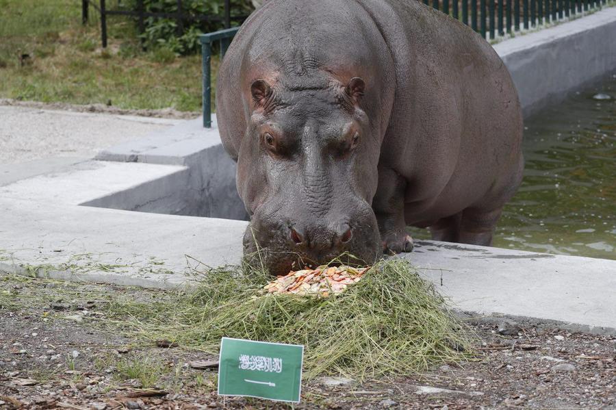 Калининградские бегемоты предсказали победителя в первом матче ЧМ-2018 (фото)