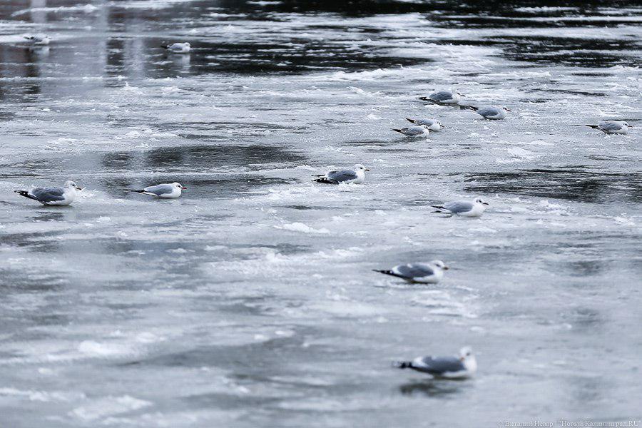 Спасатели: выходить на лед водоемов Калининграда опасно