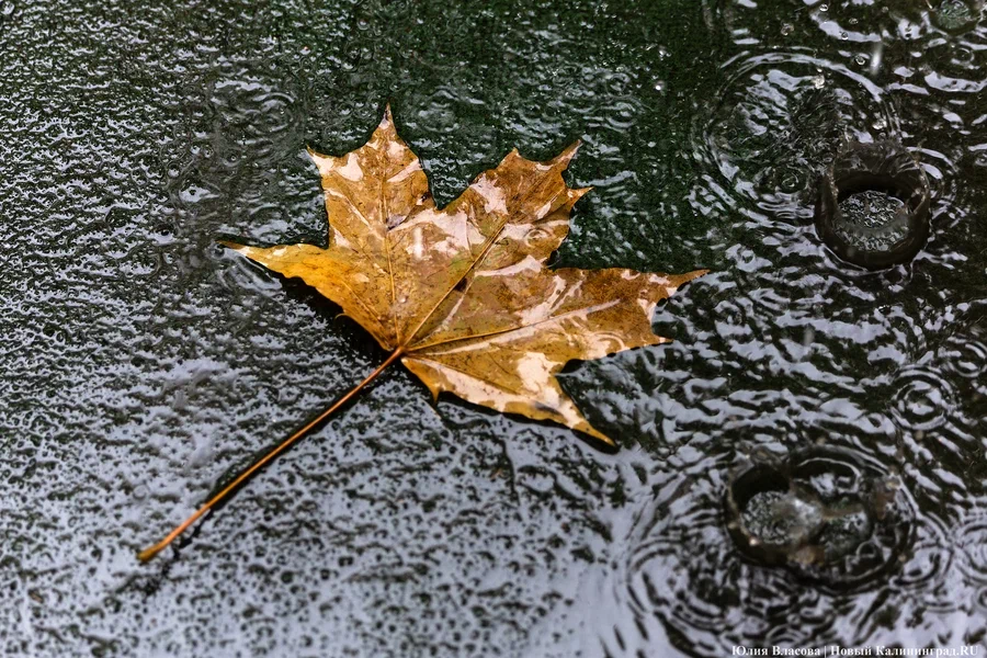 Погода в Калининградской области 14 ноября