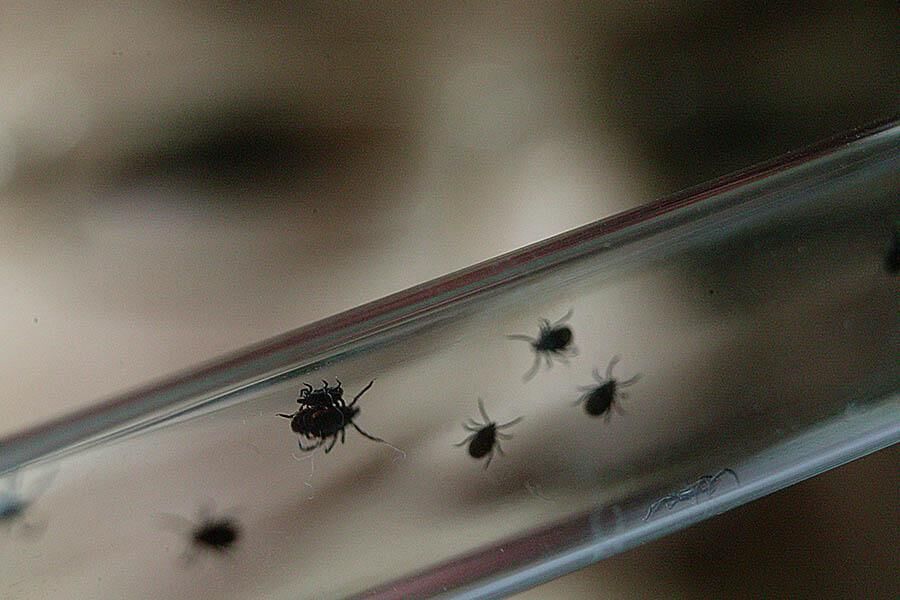 В России 17 человек умерли от укусов клещей в этом году