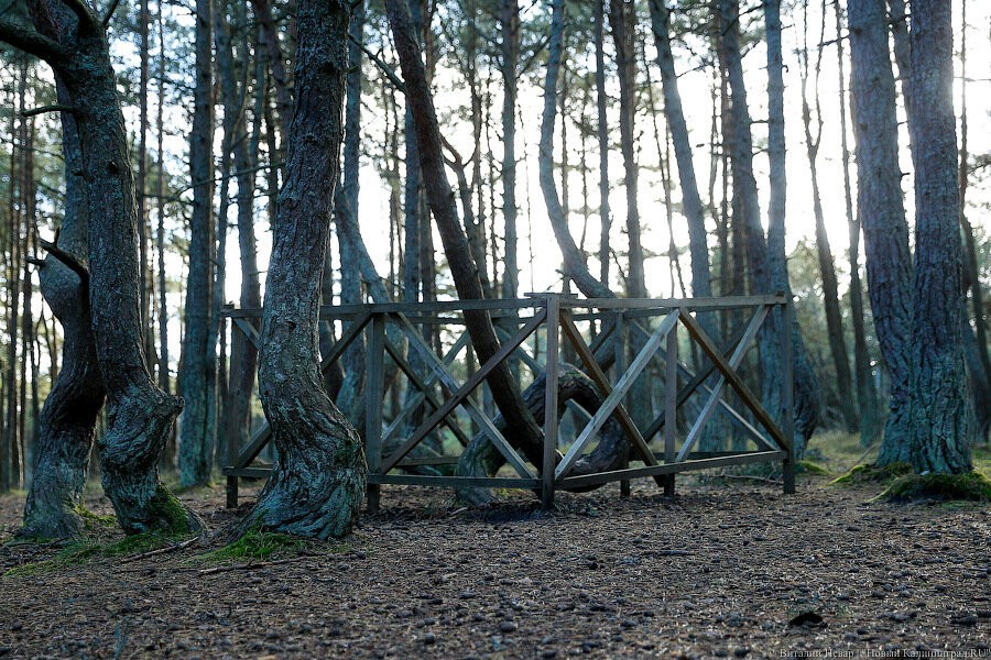 Калина: в ближайшее время мы закроем «Танцующий лес» на «переформатирование»