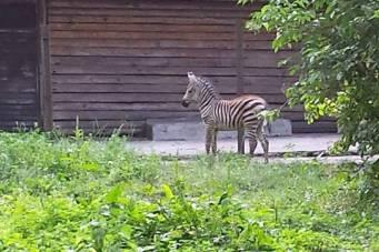 В Калининградском зоопарке родилась зебра (фото)