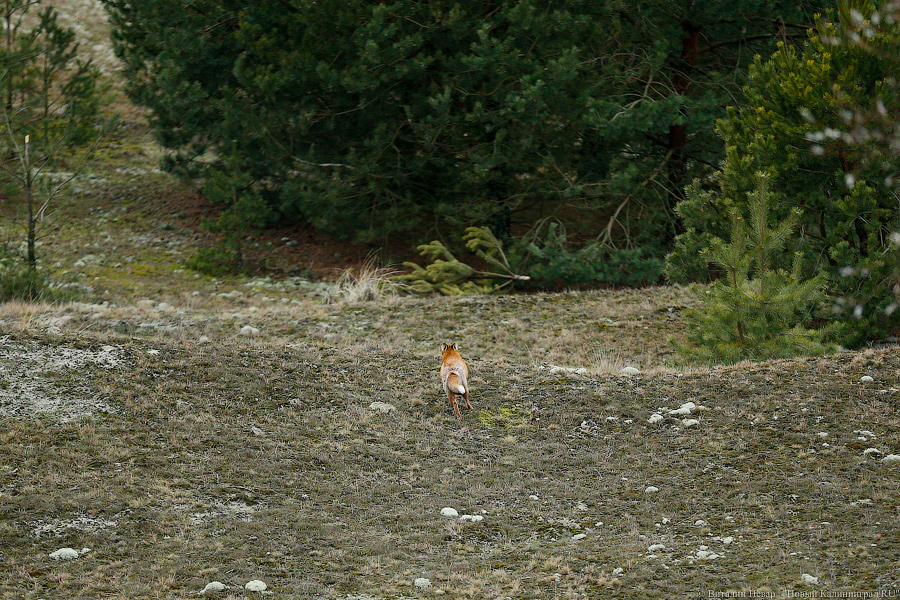 На Куршской косе установили рекорд по количеству нарушений за год