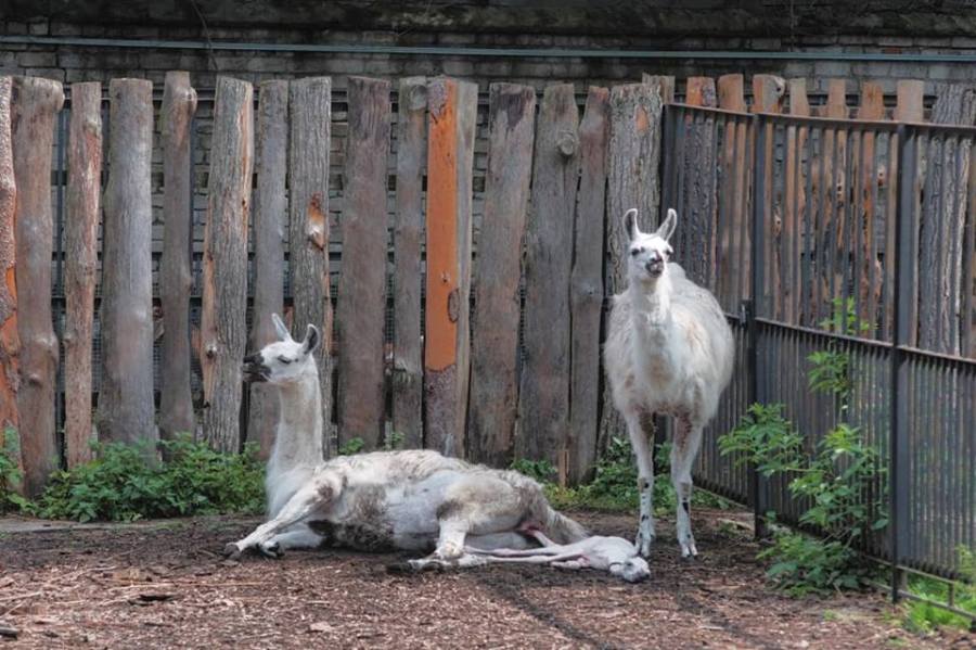 Зоологи Калининградского зоопарка предлагают назвать новорожденную  ламу Жарой