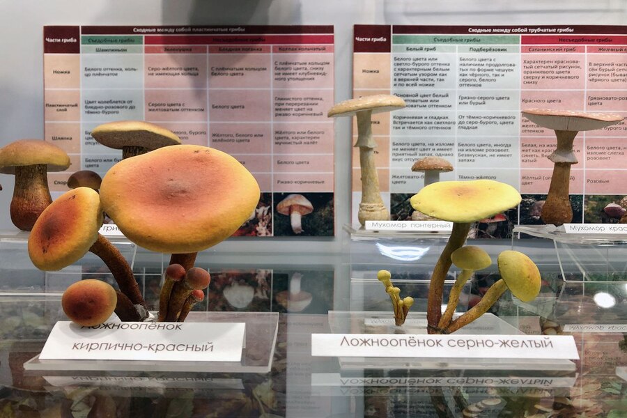 «Обитатели скрытого мира»: в Калининграде открывается выставка о грибах