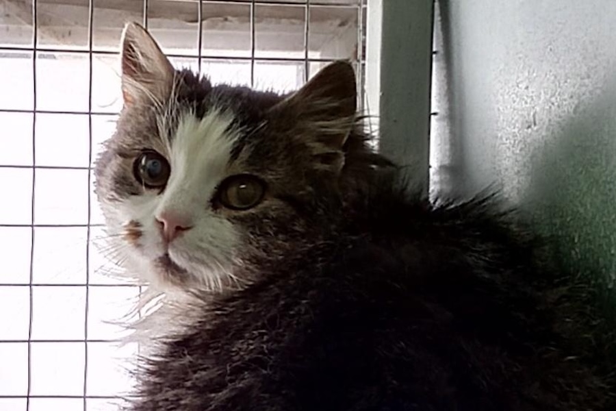 Власти не раскрыли информацию о числе животных, умерших в госприюте в 2025 году