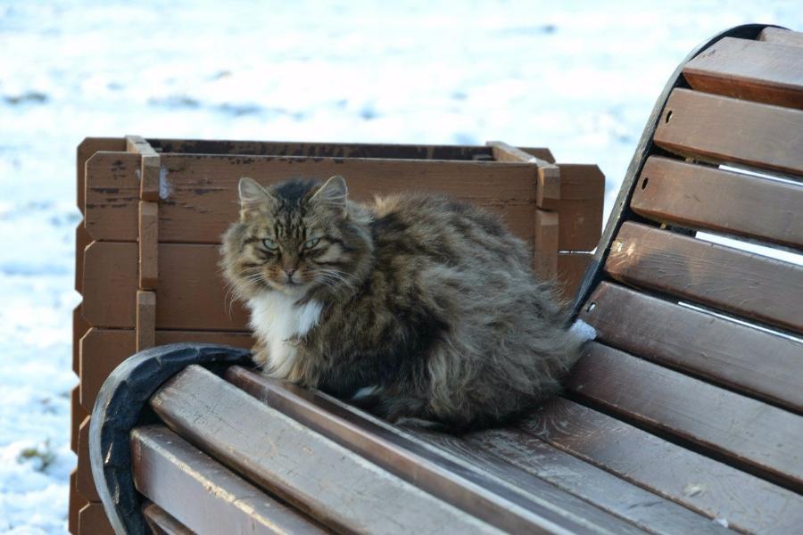 В Зеленоградске обустраивают сквер в память об убитой кошке