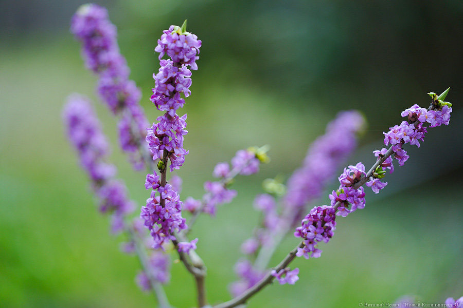 Калининградцев предупредили о «высокой вероятности похолодания»
