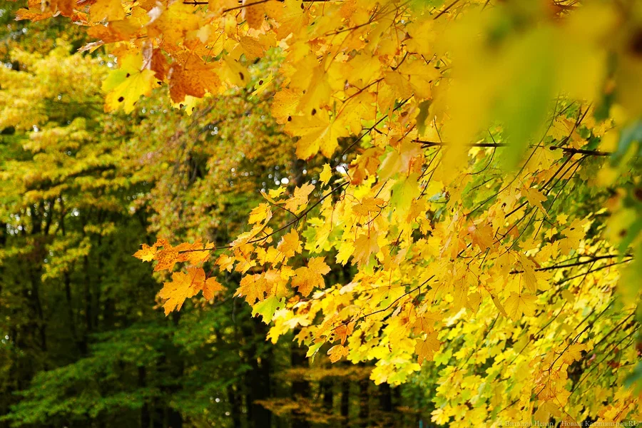 Погода в Калининграде 17 октября