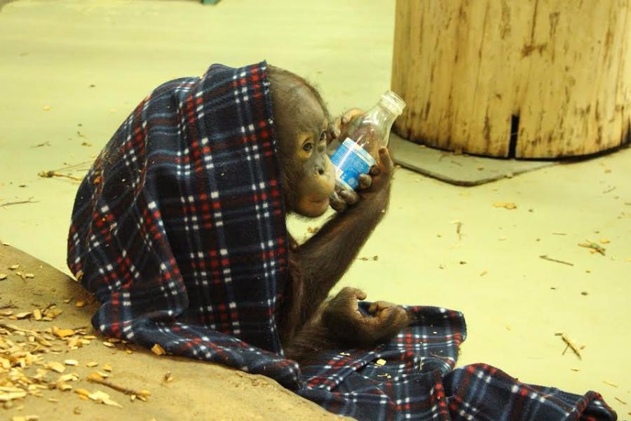 Калининградский зоопарк собирает одеяла и пледы для орангутанов