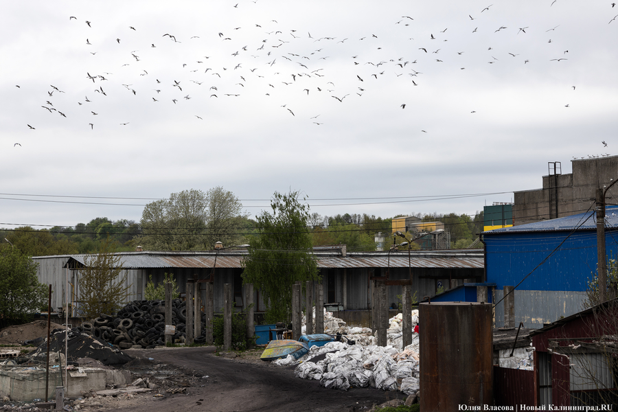 Губернатор поручил представить варианты решения проблемы свалки на Туруханской