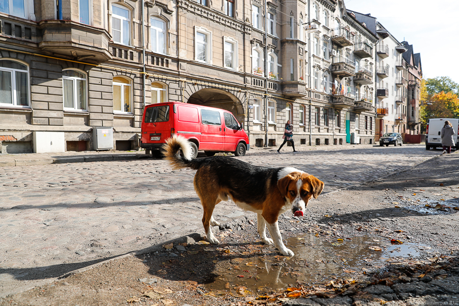 Региональные власти поддержали закон о безвозвратном отлове бездомных животных