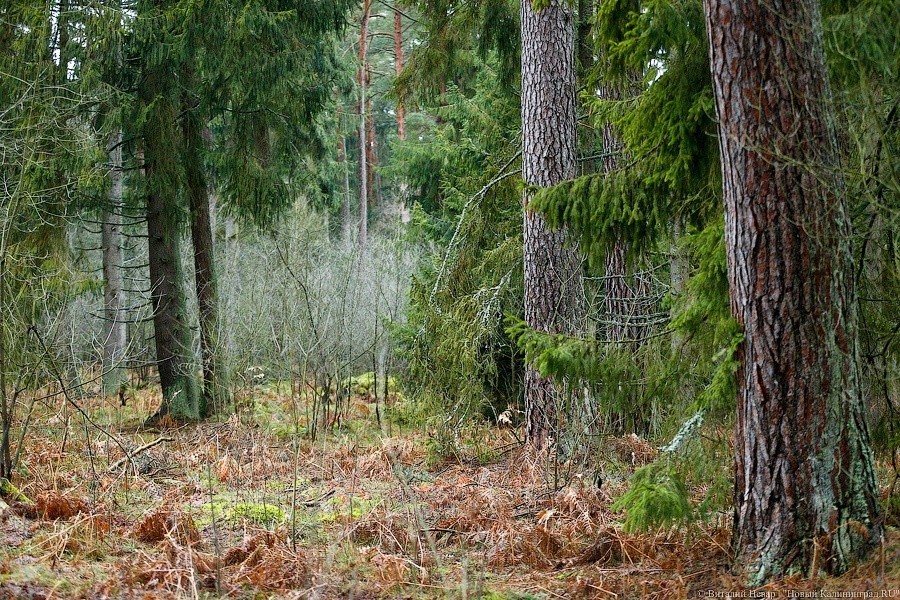 Спасатели МЧС отыскали грибников, заблудившихся в лесу под Грибками