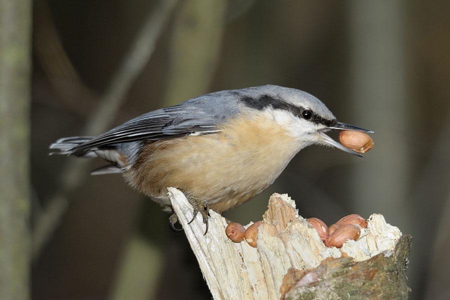 На Куршской косе решили помочь птицам перезимовать с помощью конкурса плакатов