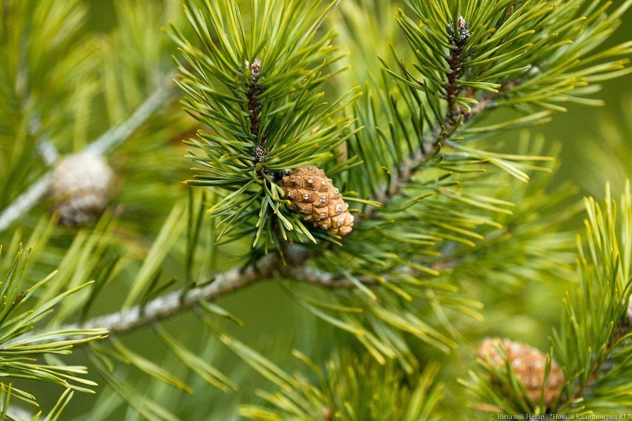 Власти Калининграда выделяют 400 тыс. рублей на спасение елей от грибка