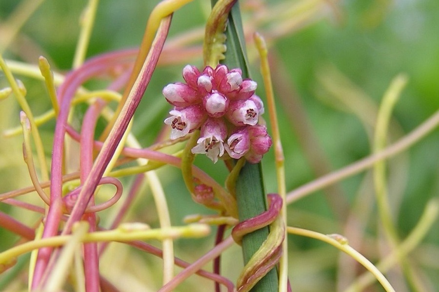 Под Краснознаменском введен фитосанитарный режим из-за опасного сорняка