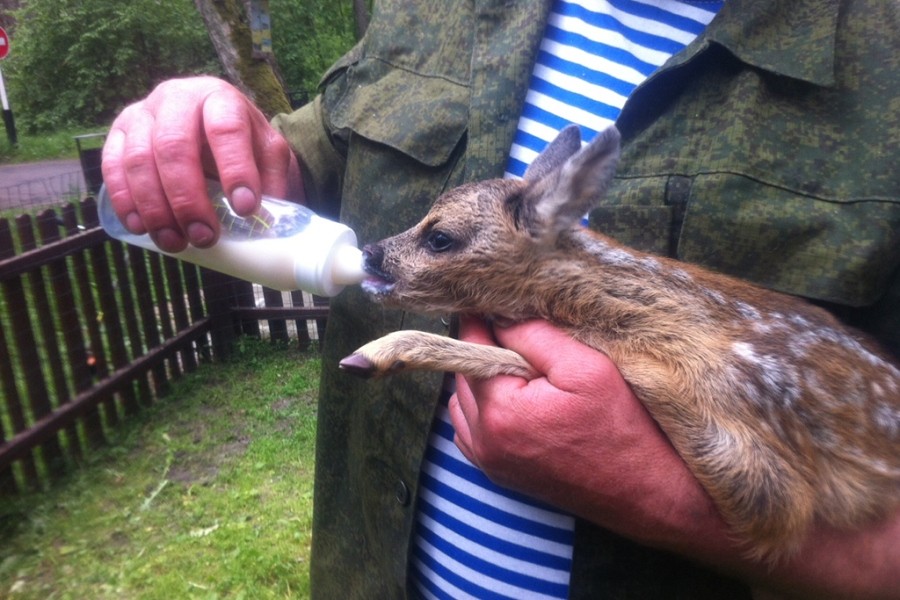 Туристы нашли на территории Куршской косы детёныша косули (фото)