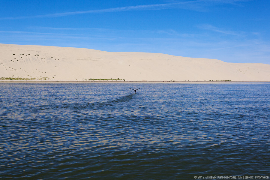 Туристов, посещающих Куршскую косу на рейсовом автобусе, обязали платить экосбор