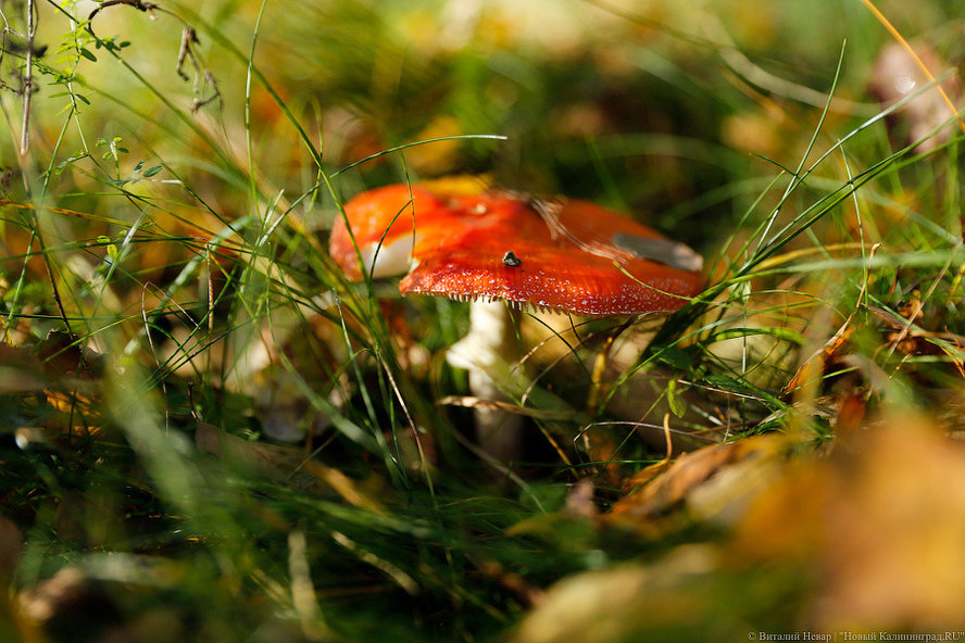 МЧС: в калининградских лесах появились грибы, люди начали теряться