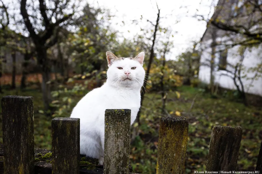 Погода в Калининградской области 9 декабря