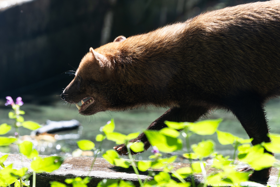 Калининградский зоопарк номинировали на «Зоопарк года»