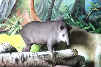Самка тапира Клёпа из Калининградского зоопарка переехала в Нижний Новгород