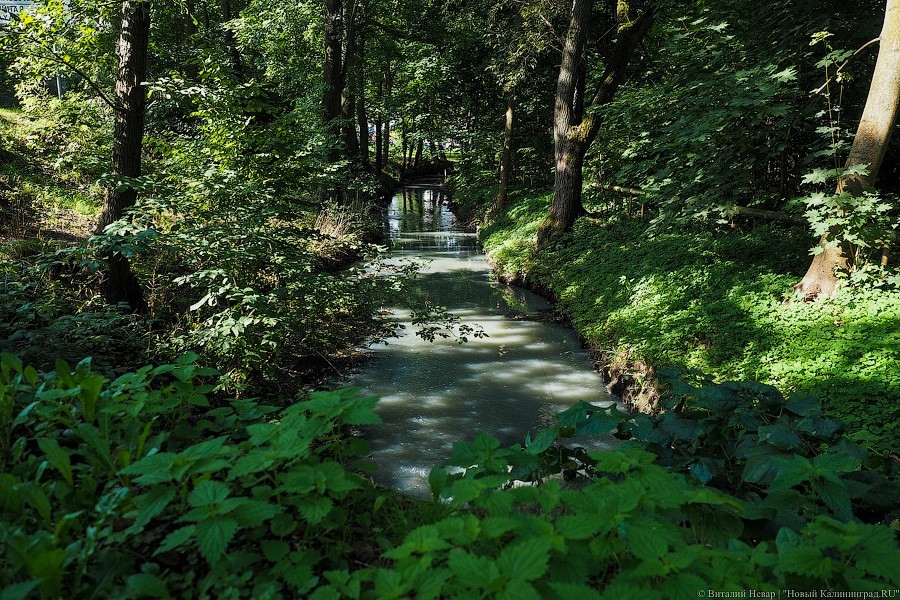 На расчистку ручья Гагаринского в Калининграда выделили 66 млн руб.