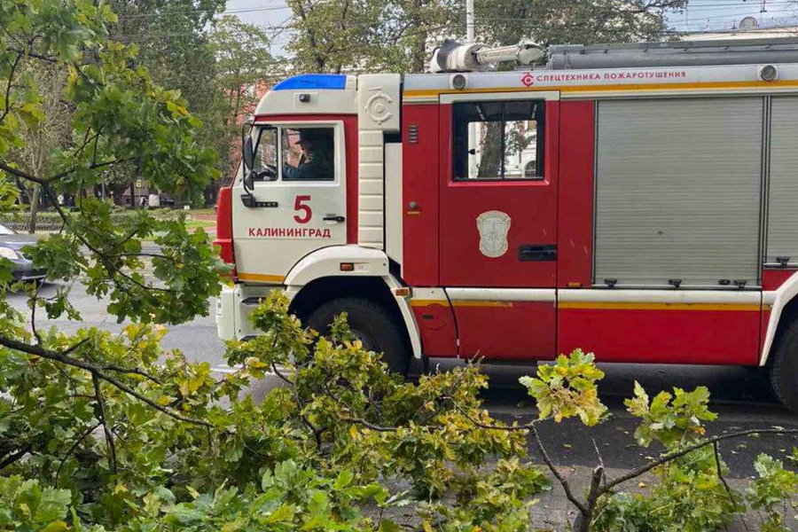 На проспекте Мира из-за ветра упало дерево, пострадала девушка (фото)