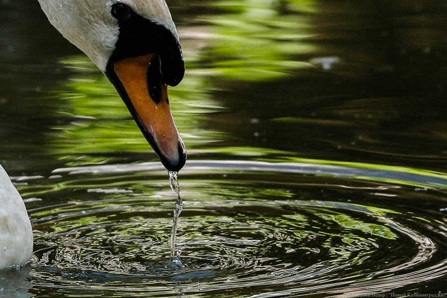 В Зеленоградске лебедь отбился от нападения собаки (видео)