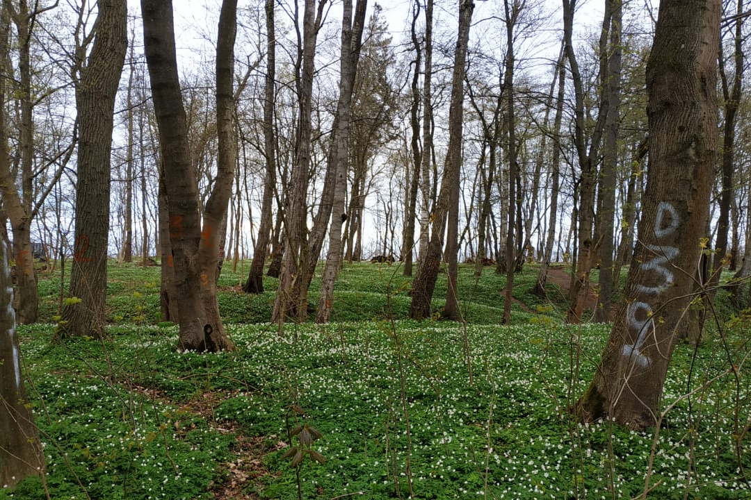 Из-за постановления Алиханова суд решил перевести части леса в Отрадном под ИЖД