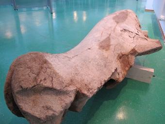 В калининградском зоопарке откопали кость кита