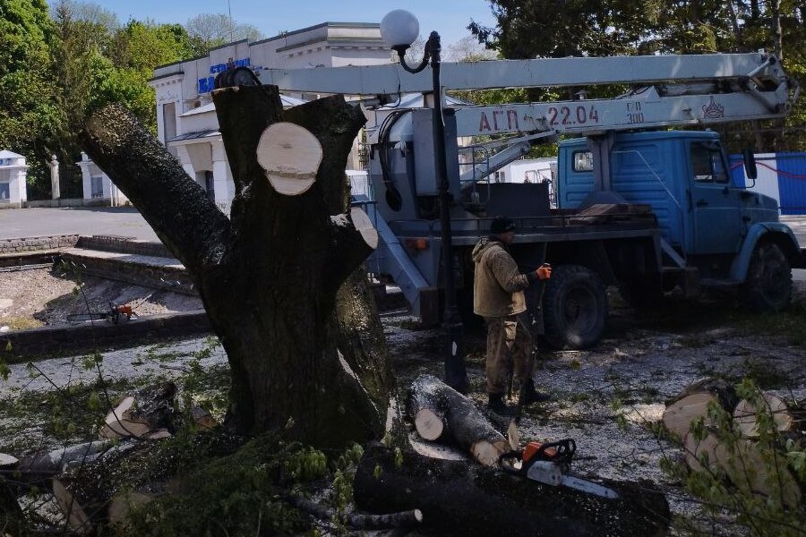 В реконструируемом сквере у стадиона «Балтика» начали спиливать «аварийные» деревья (фото)