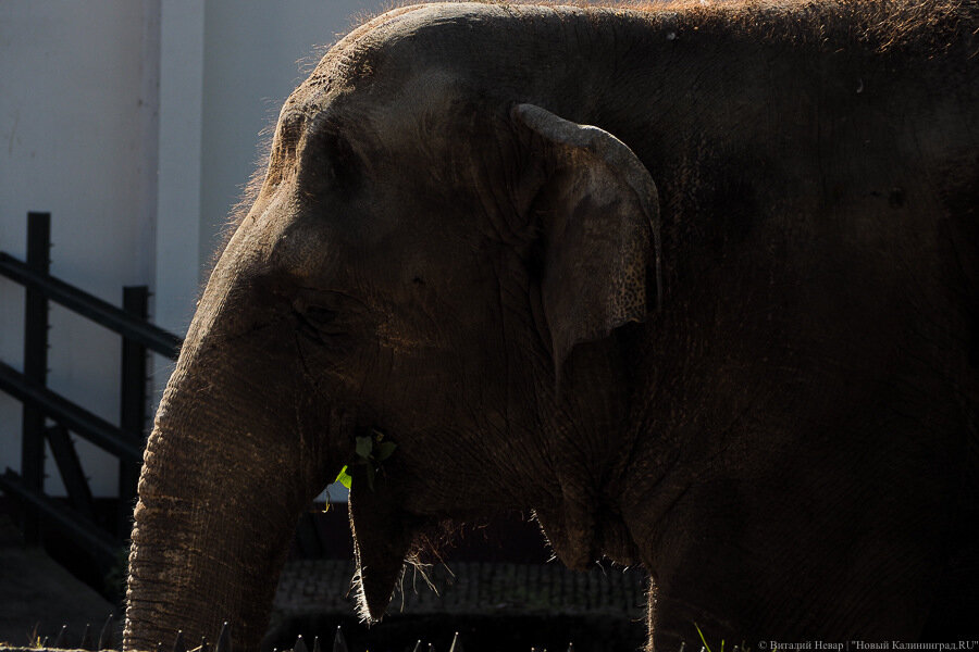 В калининградском зоопарке умерла слониха Преголя