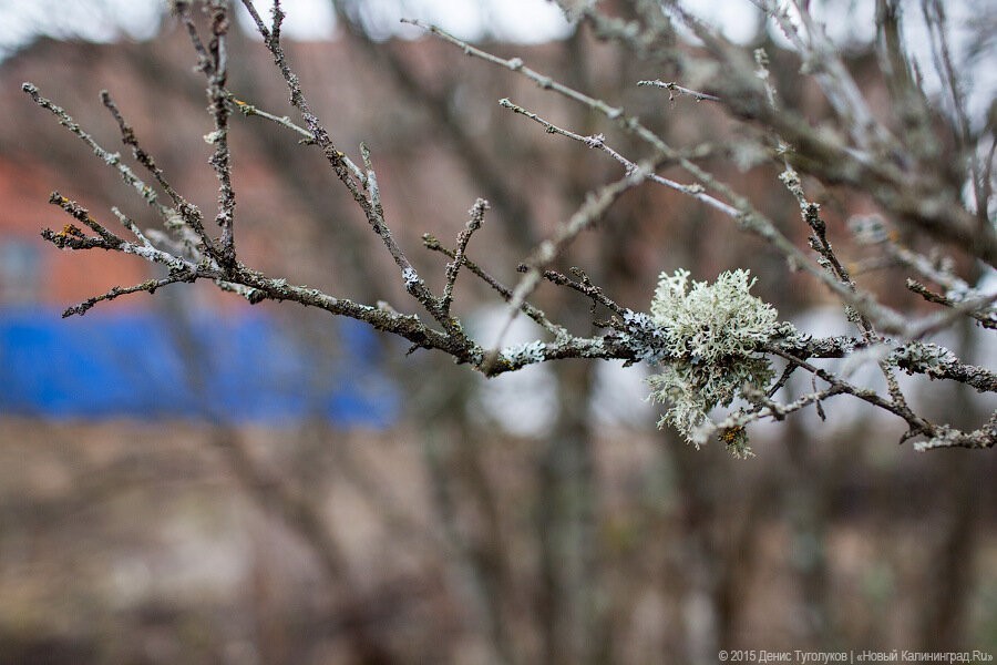 В Калининградской области снова ожидаются заморозки