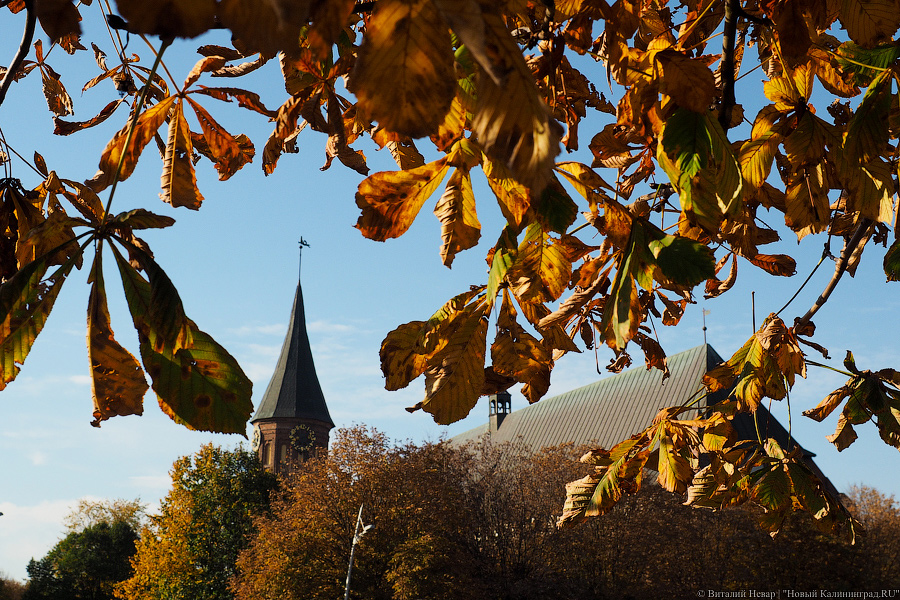 Власти Калининграда ищут подрядчика для защиты каштанов