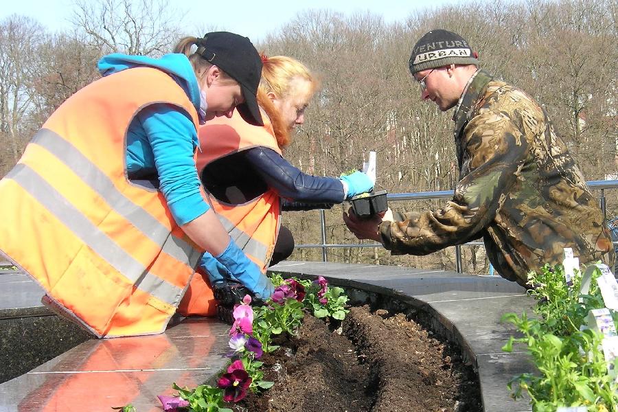 В Центральном парке высадят 15 000 анютиных глазок