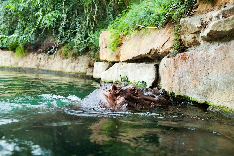 Калининградский зоопарк открывает смотровую площадку внутри вольера для бегемотов